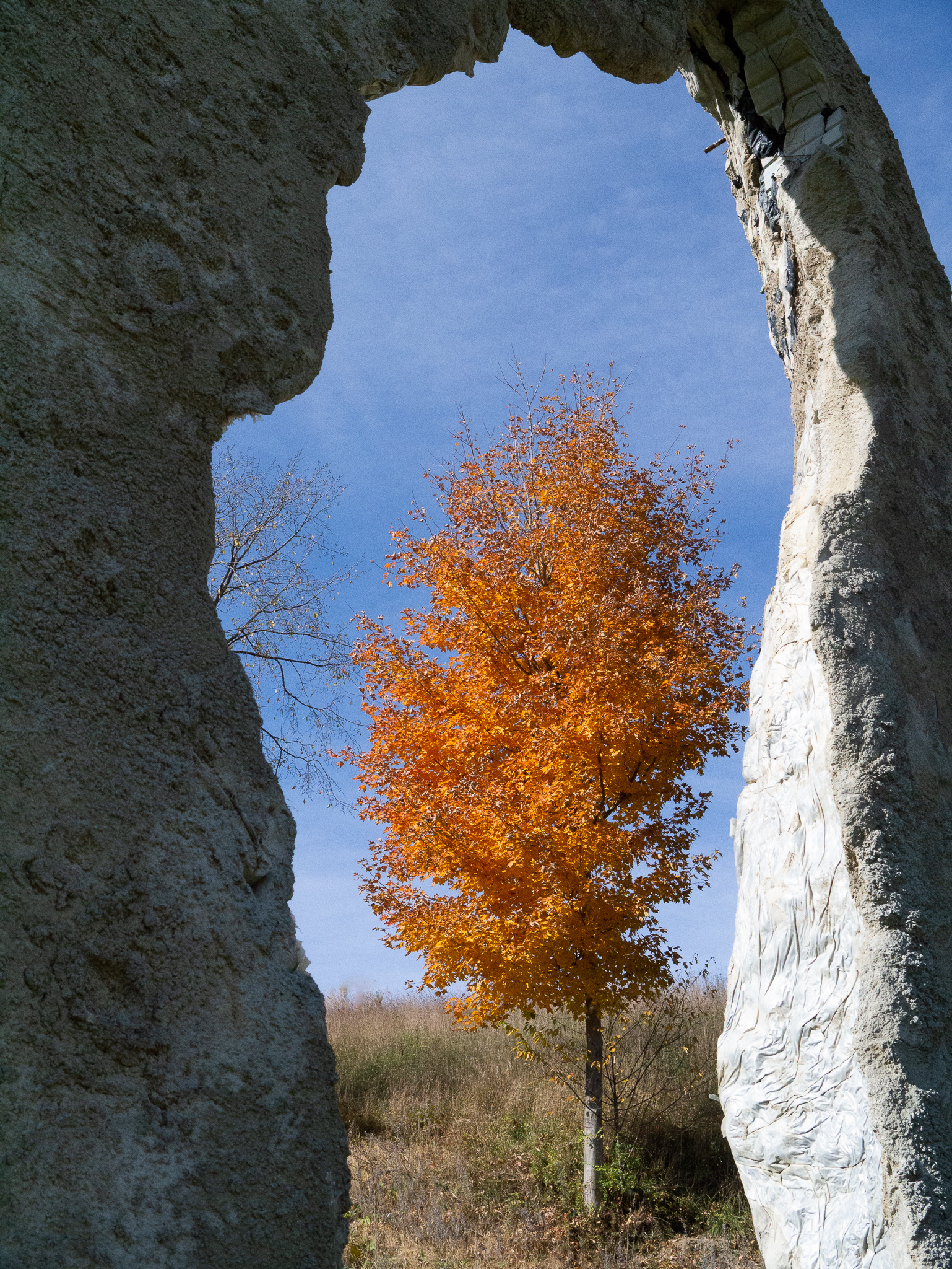 tree arch